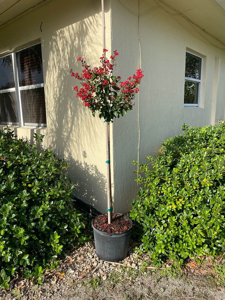 lagerstroemia-crape-myrtle