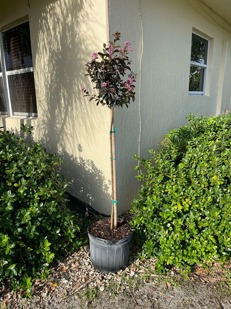 lagerstroemia-crape-myrtle