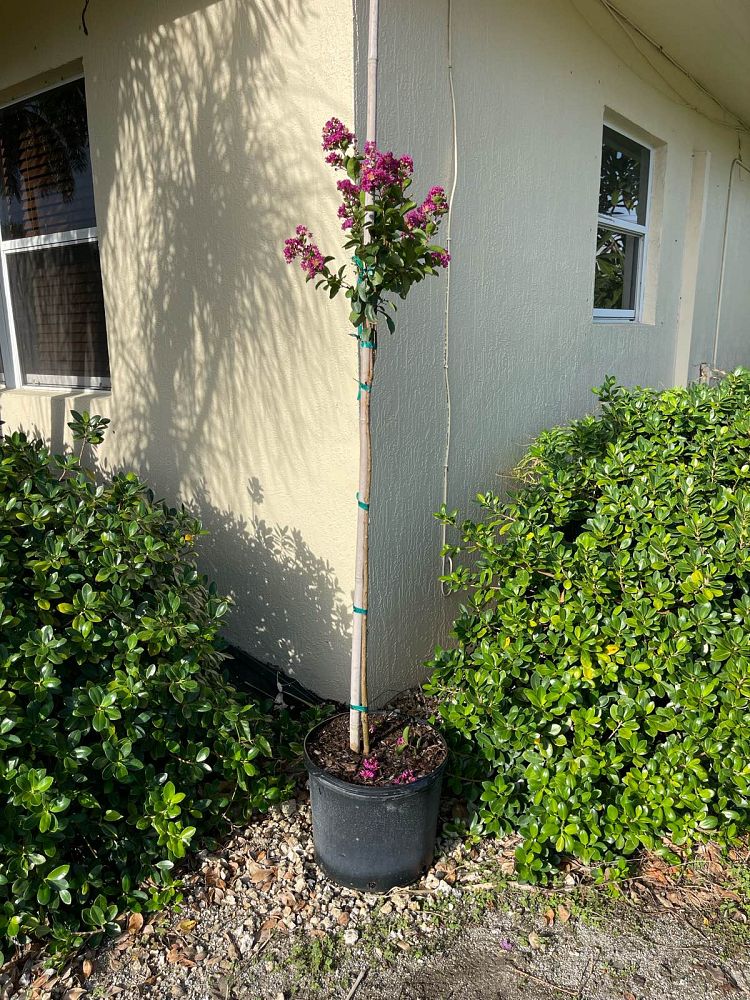 lagerstroemia-crape-myrtle