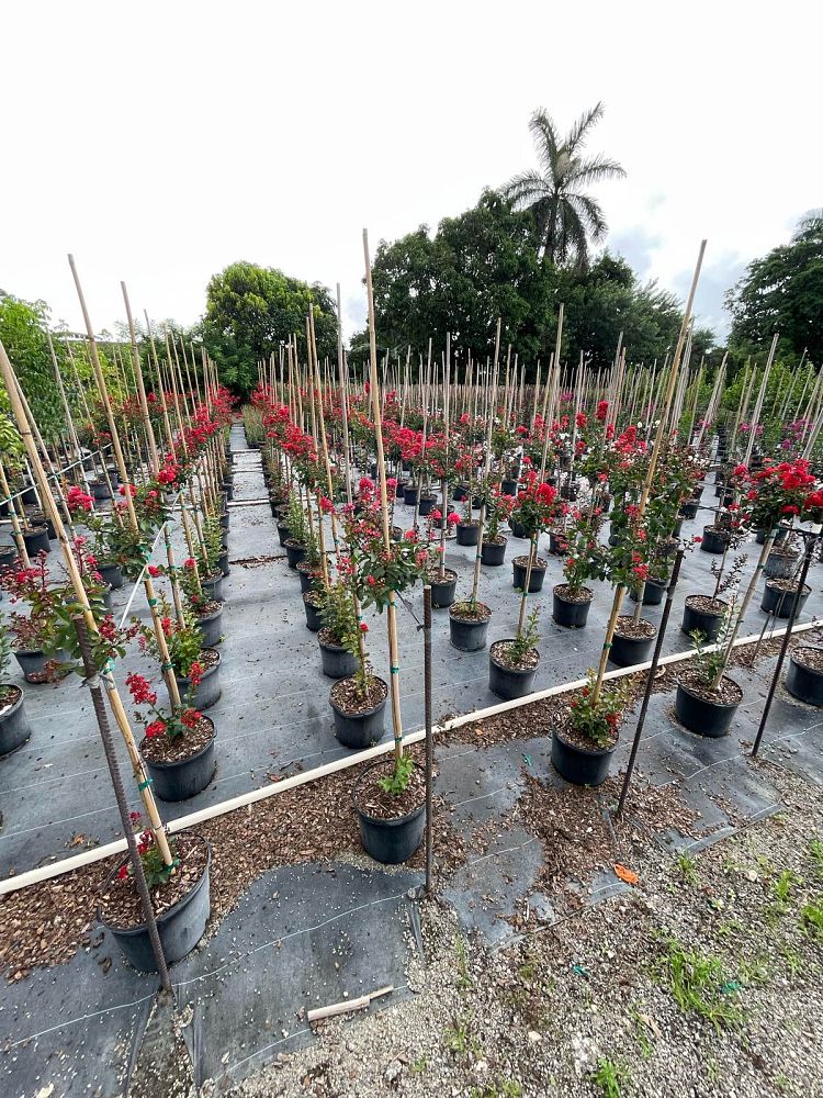 lagerstroemia-crape-myrtle