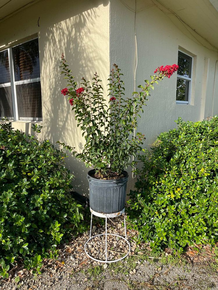 lagerstroemia-crape-myrtle