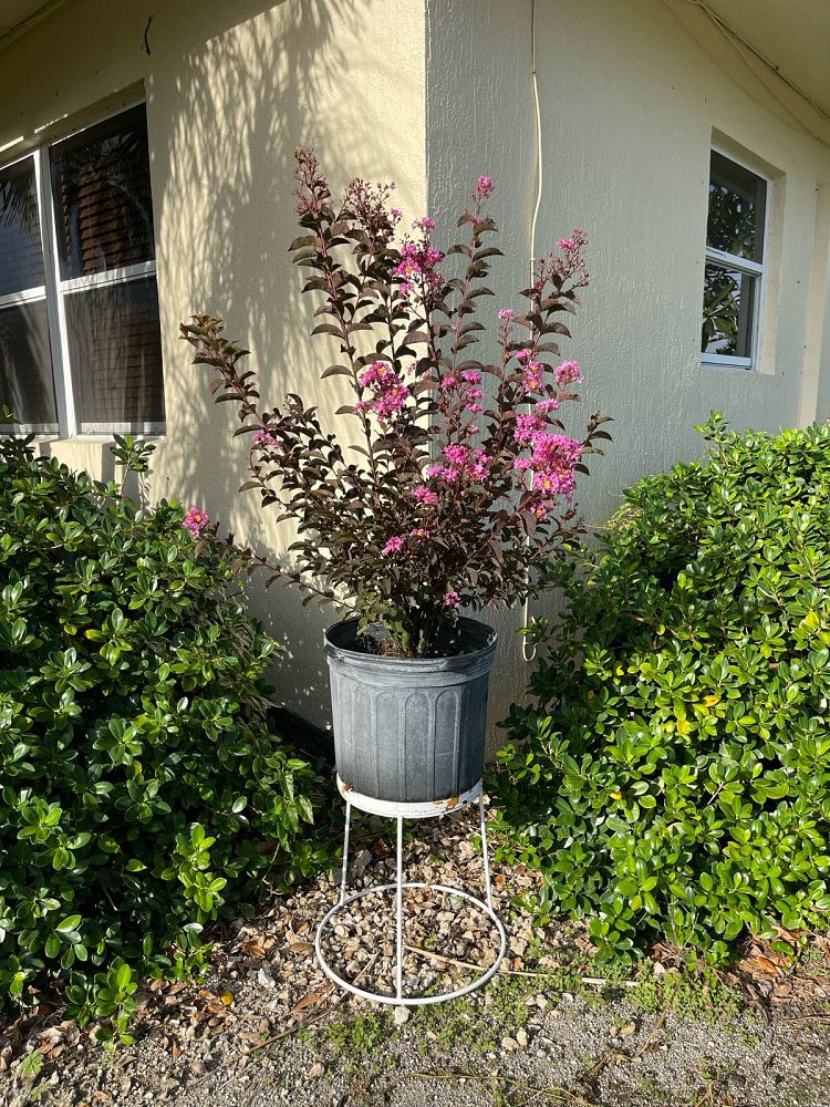 lagerstroemia-crape-myrtle