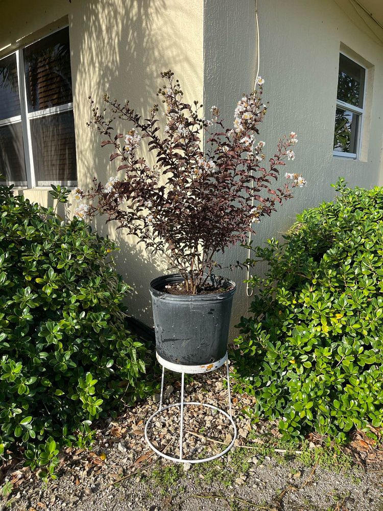 lagerstroemia-crape-myrtle