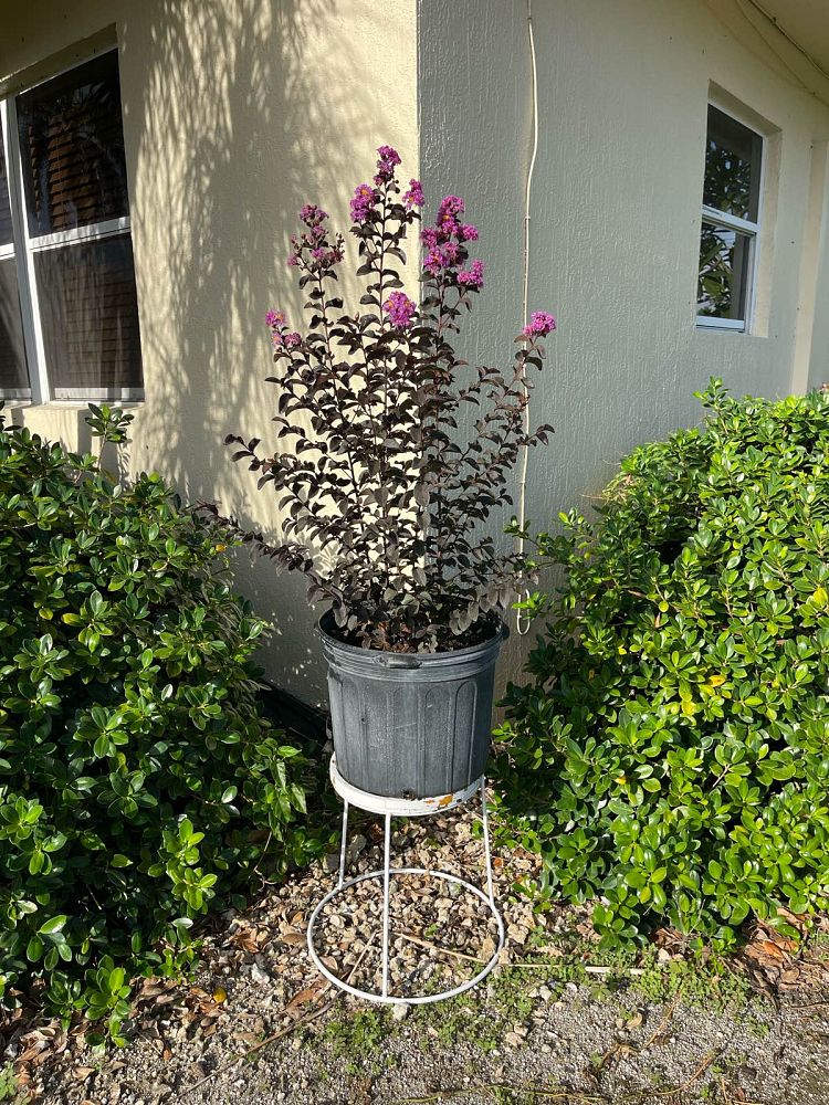 lagerstroemia-crape-myrtle