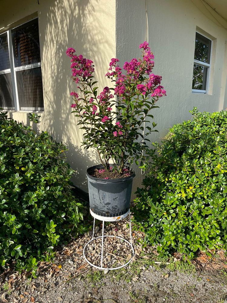 lagerstroemia-crape-myrtle