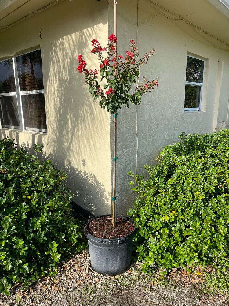 lagerstroemia-crape-myrtle