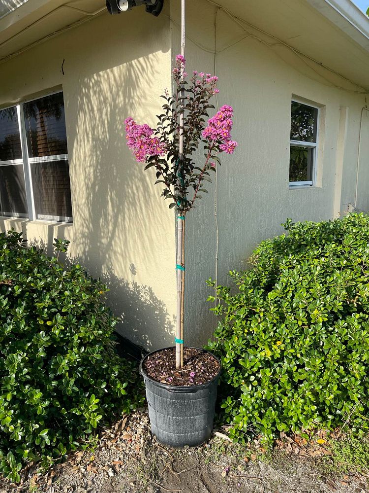 lagerstroemia-crape-myrtle