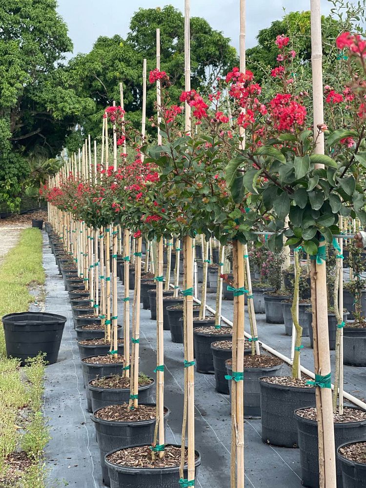lagerstroemia-crape-myrtle