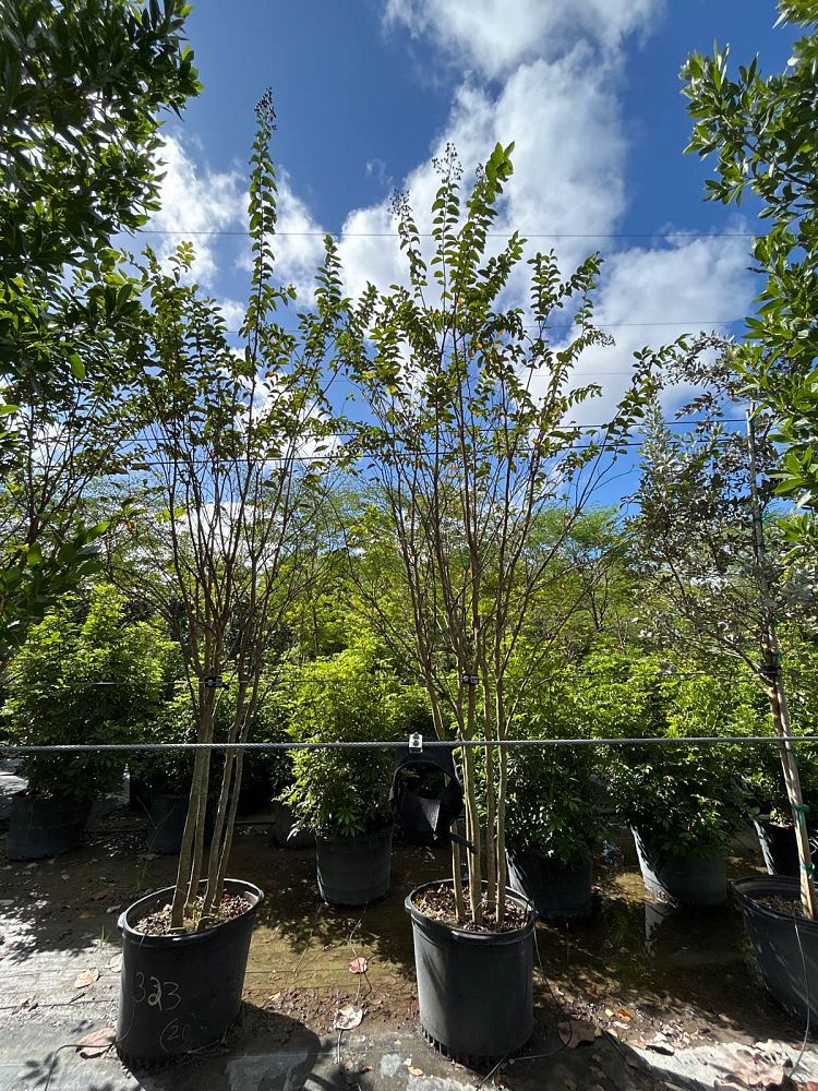 lagerstroemia-crape-myrtle