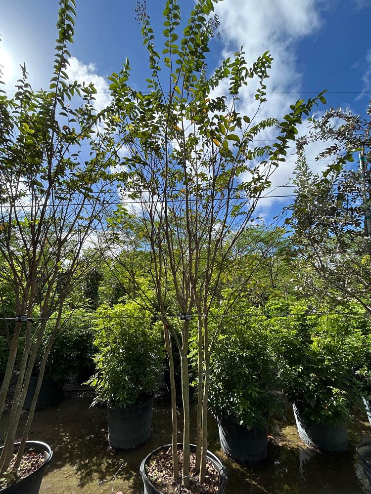 lagerstroemia-crape-myrtle