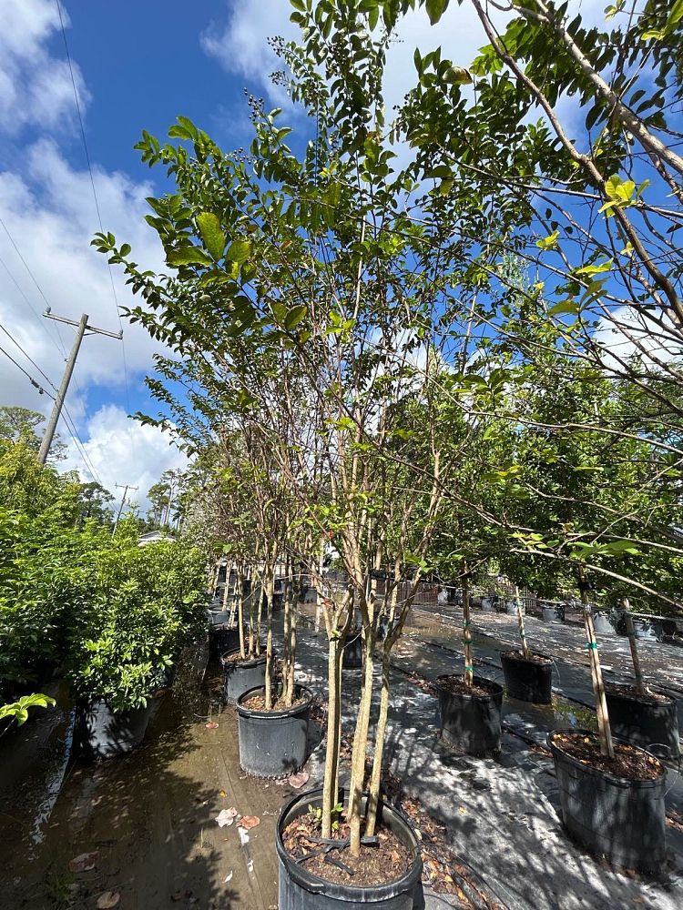 lagerstroemia-crape-myrtle