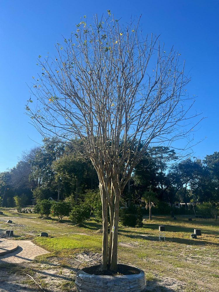lagerstroemia-crape-myrtle