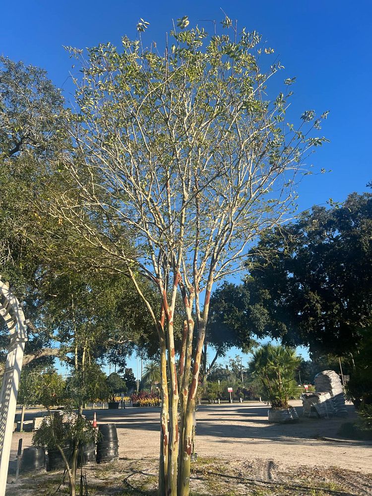 lagerstroemia-crape-myrtle