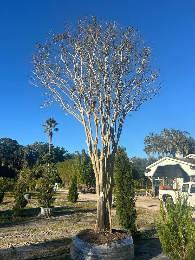 lagerstroemia-crape-myrtle