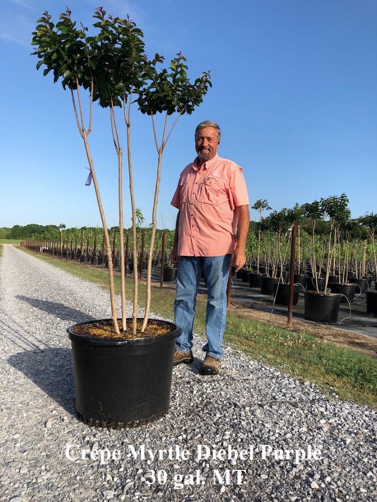 lagerstroemia-deep-purple-crape-myrtle