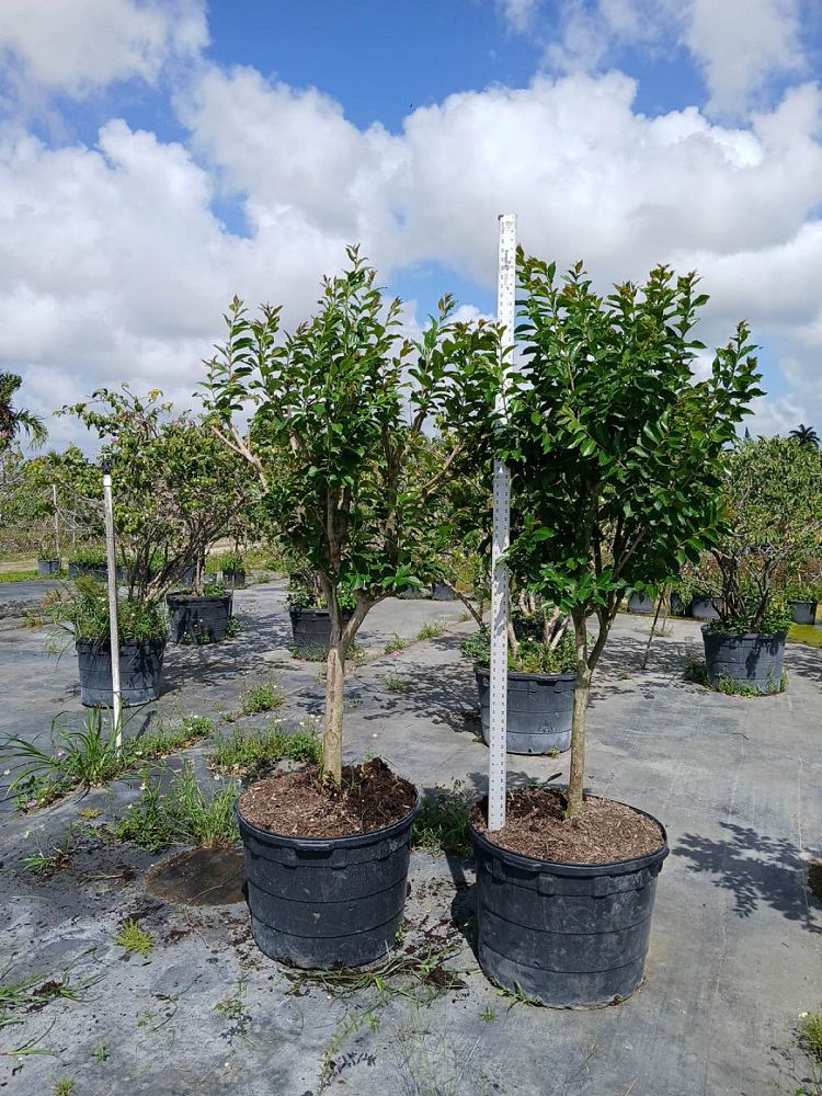 lagerstroemia-diebel-purple-crape-myrtle