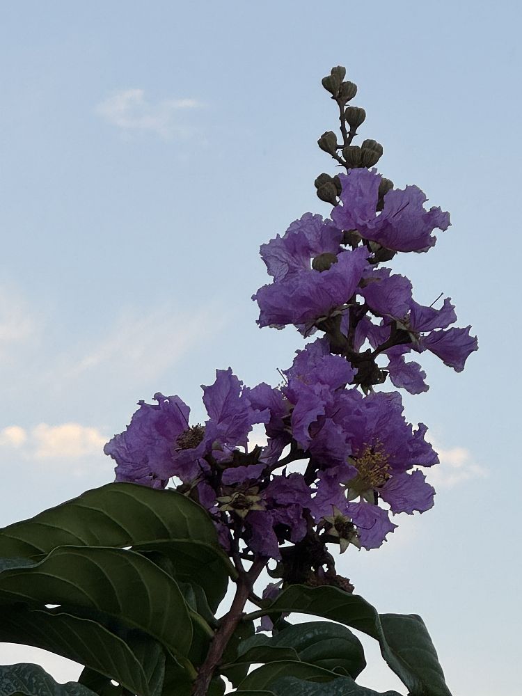 lagerstroemia-diebel-purple-crape-myrtle