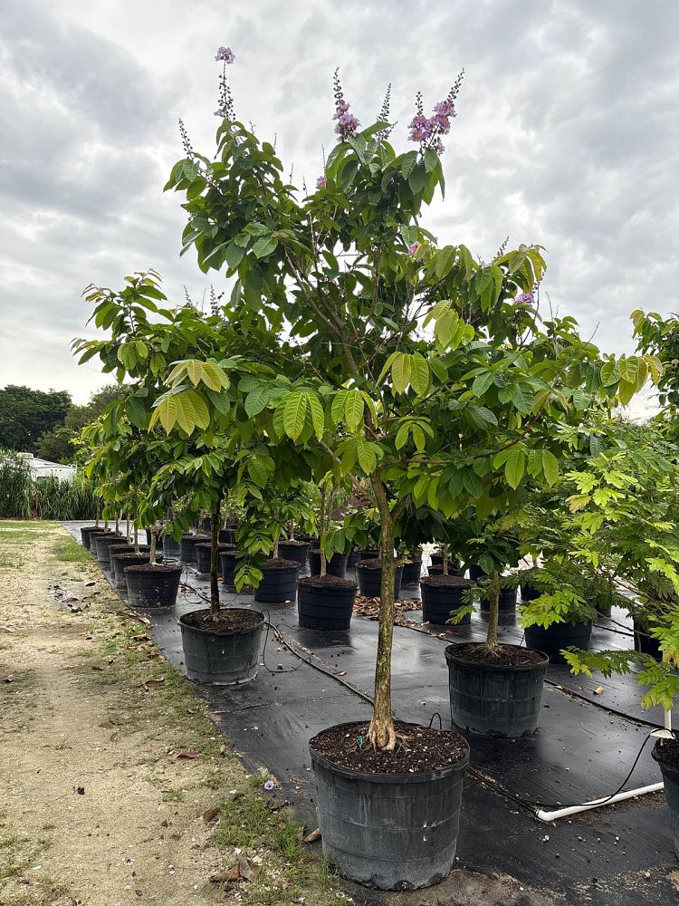 lagerstroemia-diebel-purple-crape-myrtle