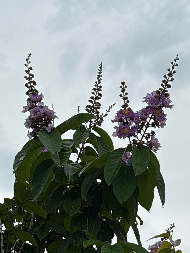 lagerstroemia-diebel-purple-crape-myrtle
