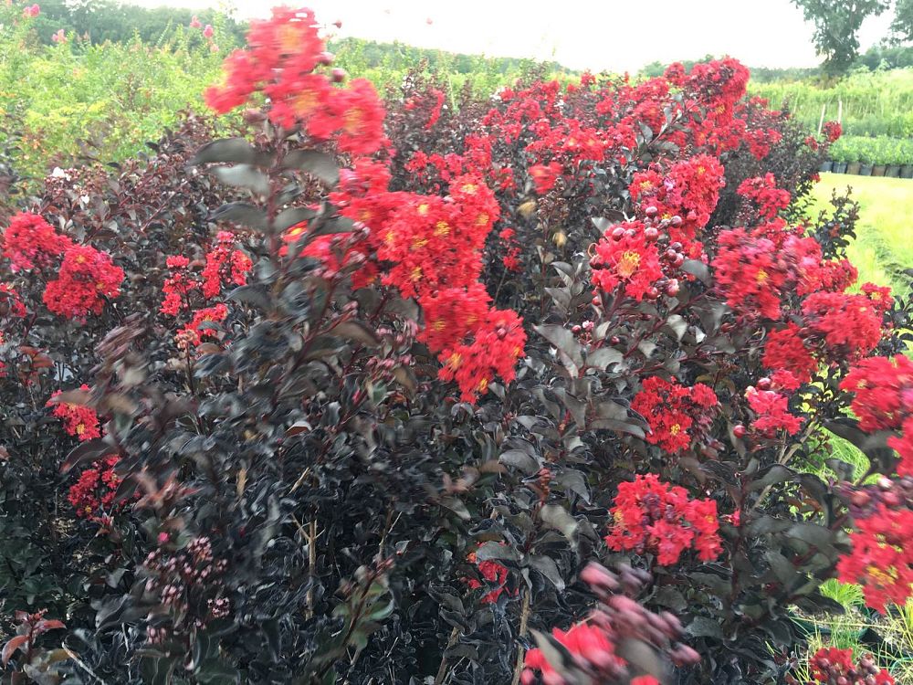 lagerstroemia-ebony-and-ivory-crape-myrtle