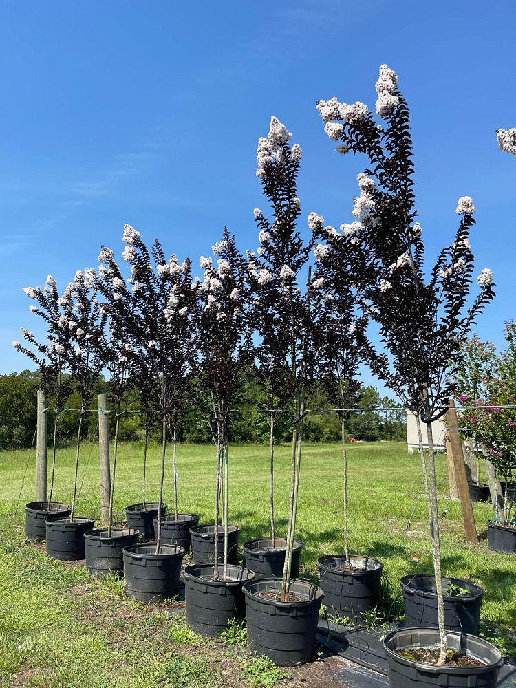 lagerstroemia-ebony-and-ivory-crape-myrtle