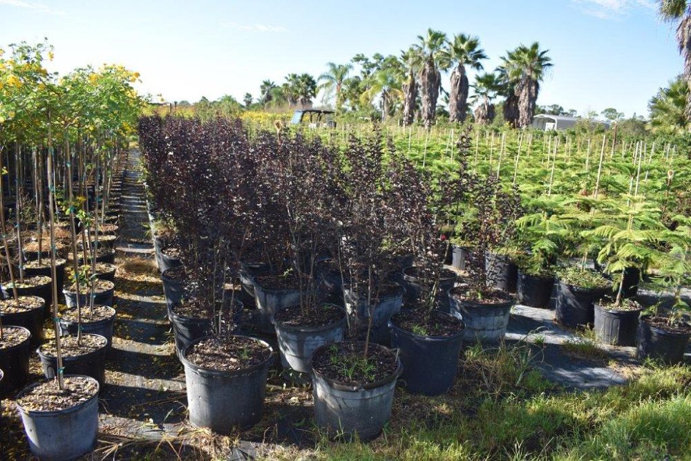 lagerstroemia-ebony-fire-crape-myrtle