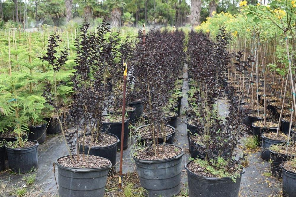 lagerstroemia-ebony-fire-crape-myrtle
