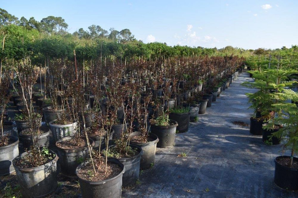 lagerstroemia-ebony-fire-crape-myrtle
