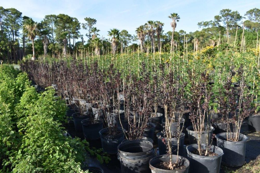 lagerstroemia-ebony-fire-crape-myrtle