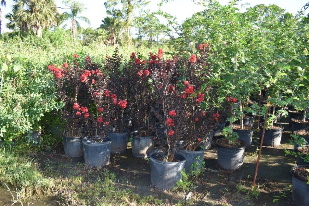 lagerstroemia-ebony-fire-crape-myrtle