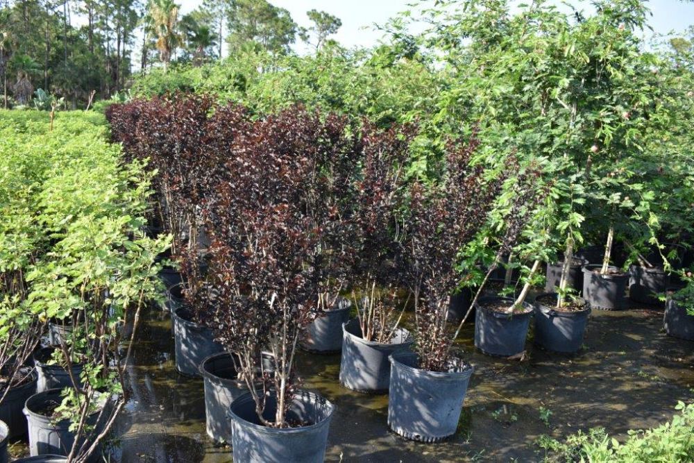 lagerstroemia-ebony-fire-crape-myrtle