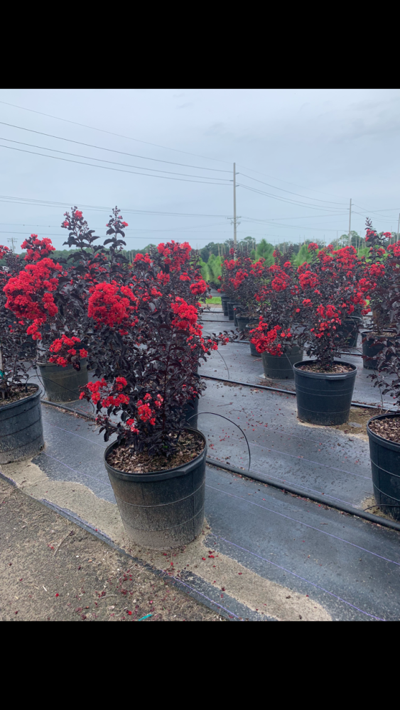 lagerstroemia-ebony-fire-crape-myrtle