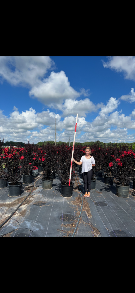 lagerstroemia-ebony-fire-crape-myrtle
