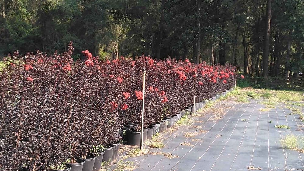 lagerstroemia-ebony-fire-crape-myrtle
