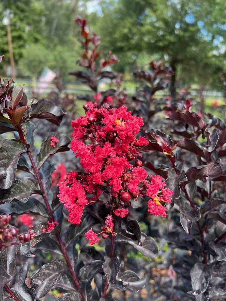 lagerstroemia-ebony-fire-crape-myrtle