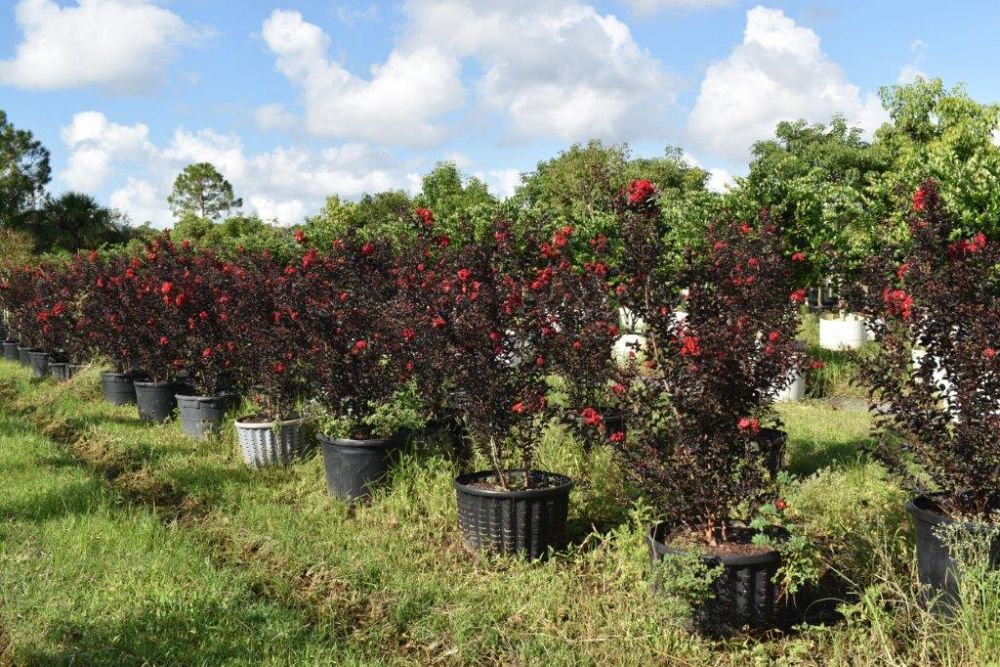 lagerstroemia-ebony-fire-crape-myrtle