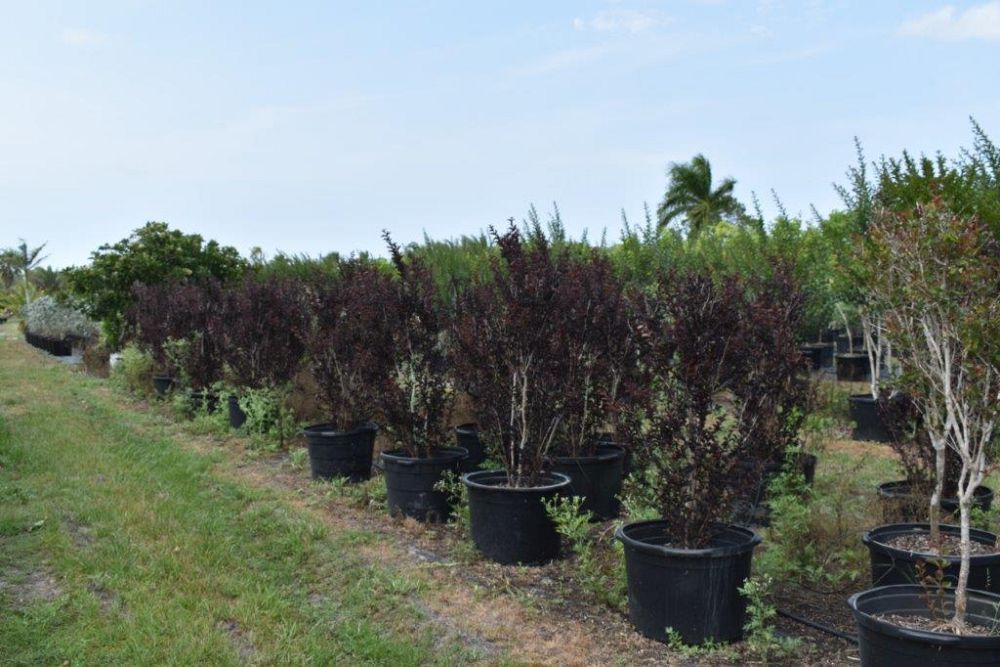 lagerstroemia-ebony-fire-crape-myrtle