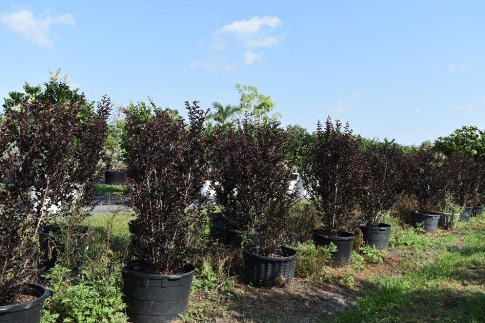 lagerstroemia-ebony-fire-crape-myrtle