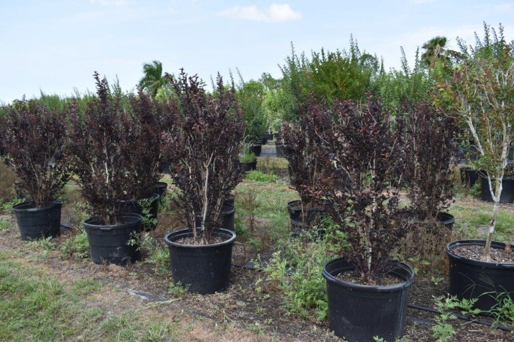 lagerstroemia-ebony-fire-crape-myrtle