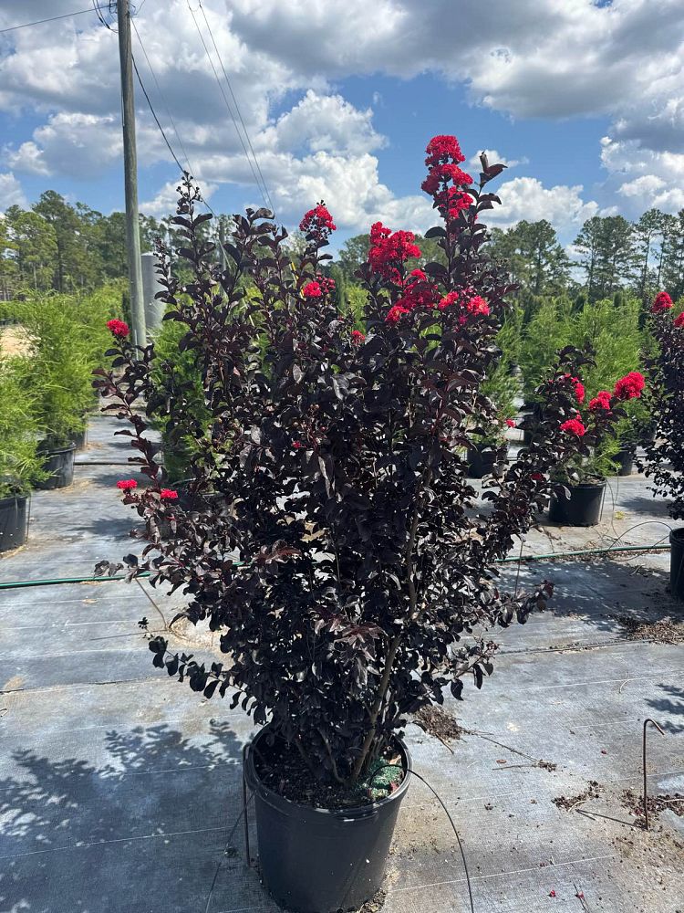 lagerstroemia-ebony-fire-crape-myrtle