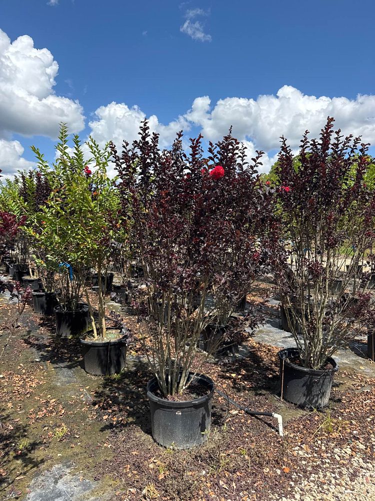 lagerstroemia-ebony-fire-crape-myrtle
