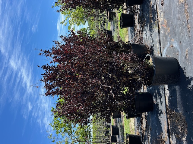 lagerstroemia-ebony-flame-crape-myrtle