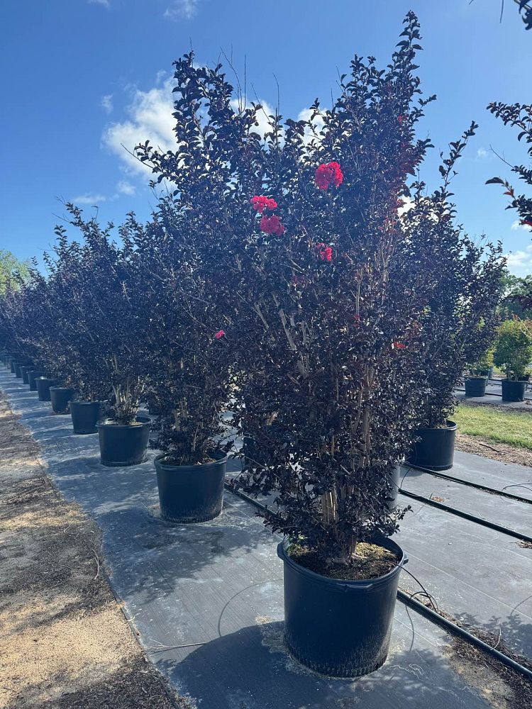 lagerstroemia-ebony-flame-crape-myrtle