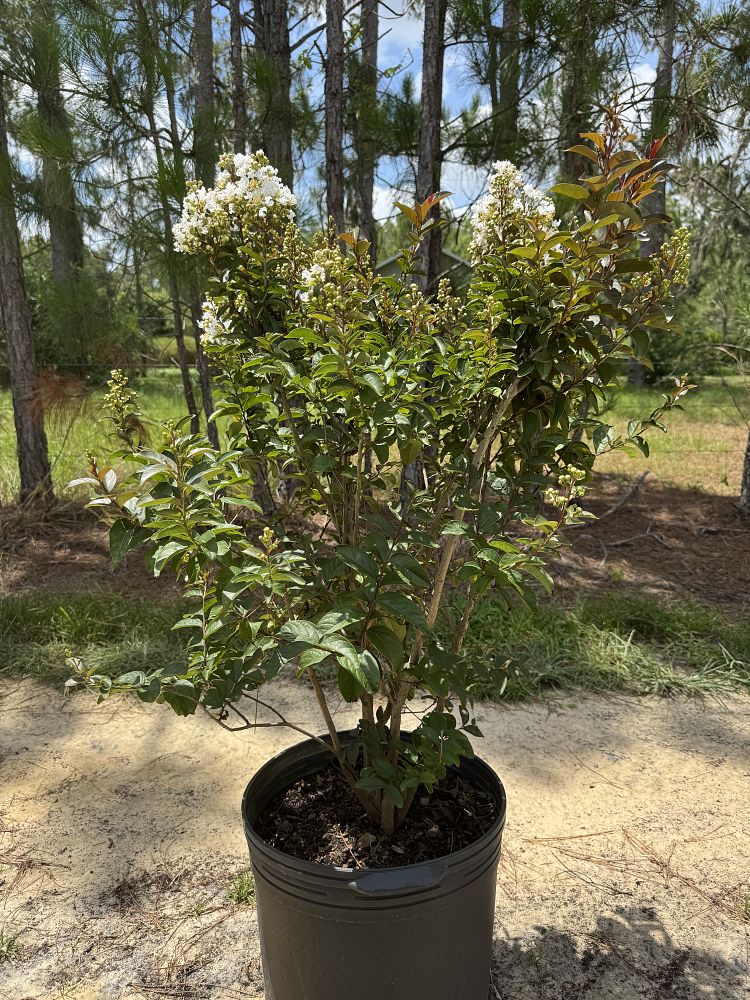lagerstroemia-enduring-summer-white-crape-myrtle