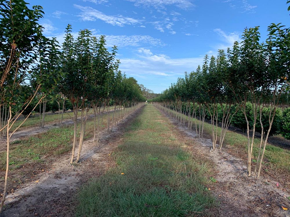 lagerstroemia-fauriei-fantasy-japanese-crape-myrtle