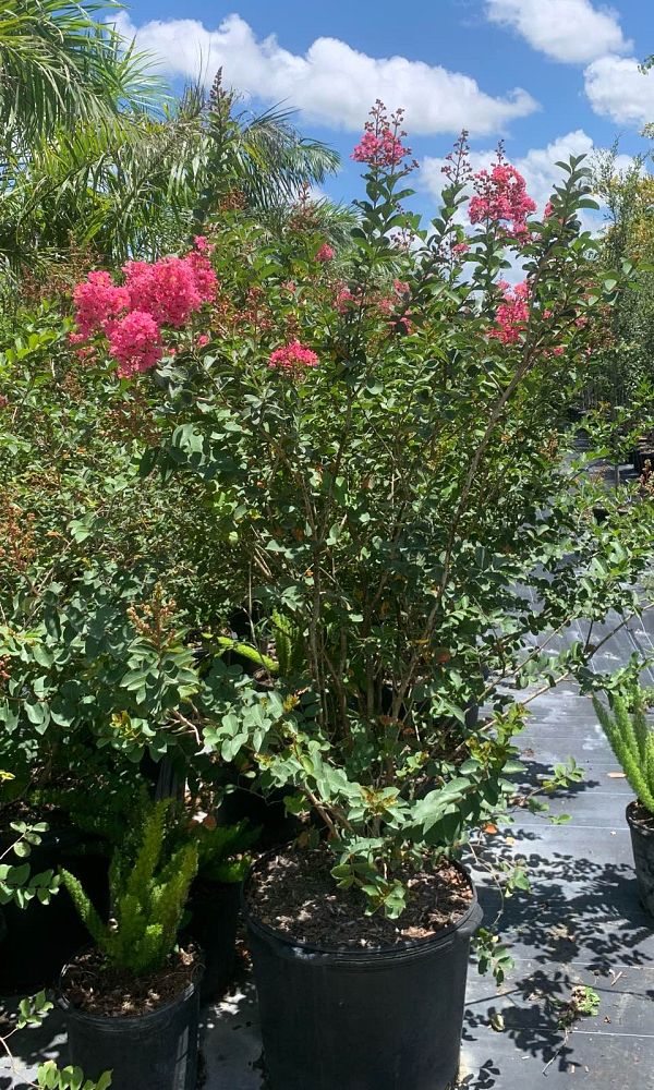 lagerstroemia-fauriei-hopi-japanese-crape-myrtle