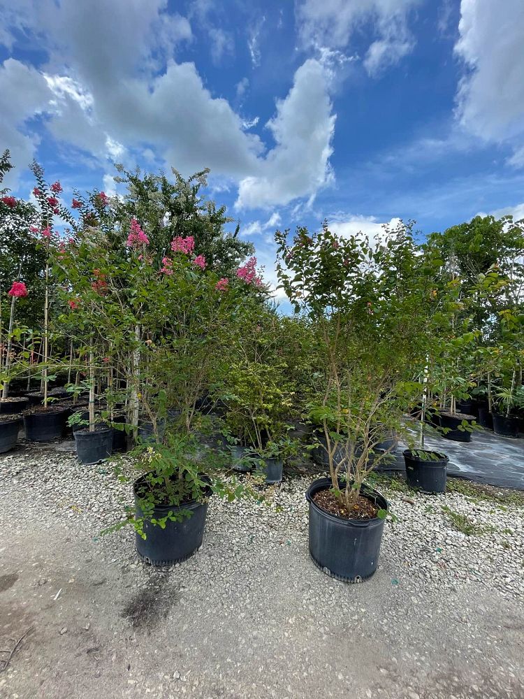 lagerstroemia-fauriei-hopi-japanese-crape-myrtle