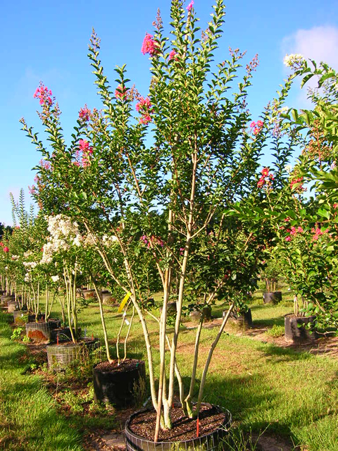 lagerstroemia-fauriei-miami-japanese-crape-myrtle