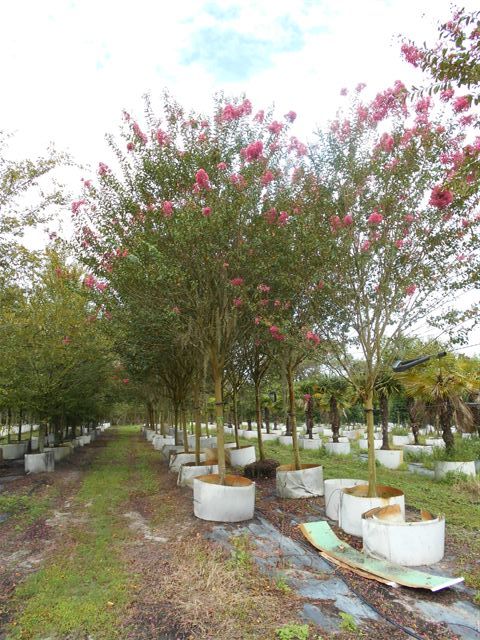 lagerstroemia-fauriei-miami-japanese-crape-myrtle