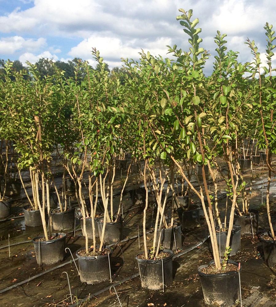 lagerstroemia-fauriei-miami-japanese-crape-myrtle